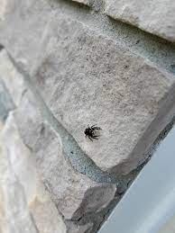 pin auf spider lover