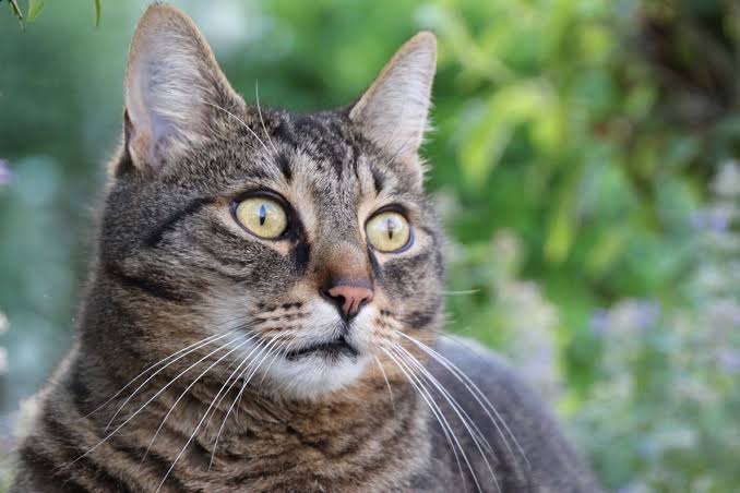 Examining and medicating a cat's eyes | Veterinary Teaching Hospital |  Washington State University