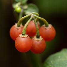 Image result for Solanum villosum