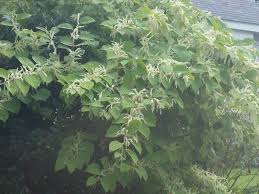 Image result for Gomphostigma