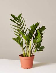 We did not find results for: 30 Easy Houseplants Easy To Care For Indoor Plants