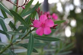 Oleander is noted to have erect stems or branches that splay outward as they mature. Dangerous Beauty Oleander Toxicosis In Dogs Horses And More