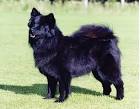 Swedish Lapphund puppies for sale