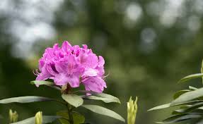 Gardening 101 Rhododendrons Gardenista Rhododendron Gardening 101 Gardenista