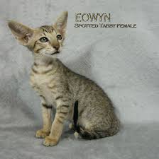 Oriental Shorthair Kitten For Sale Azorez Shaw Ca Https Www Facebook Com Azorez Ca Oriental Shorthair Kittens Oriental Shorthair Cats Oriental Shorthair