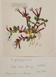 Image result for Onagraceae