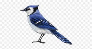 Seamless pattern with blue jay. Blue Jay Blue Jays Birds Drawing Free Transparent Png Clipart Images Download