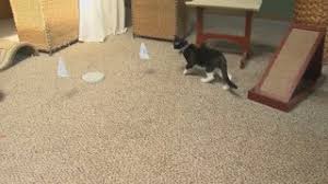 Shock collars are useful tools in dog training as well as in correcting undesirable behavior in canines. Invisible Fence For Cats Youtube