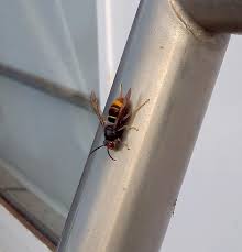 De aziatische hoornaar is voor de mens niet gevaarlijker dan de europese hoornaar. Aziatische Hoornaar Overleeft Waarneming Niet Gooieneemlander