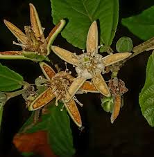 Image result for Grewia pachycalyx