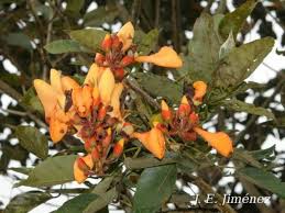 Image result for Erythrina fusca