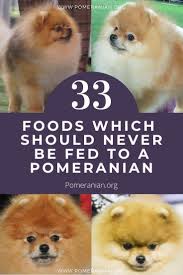 What Can Pomeranians Not Eat In 2020 Pomeranian Dog Pomeranian Dog Parents