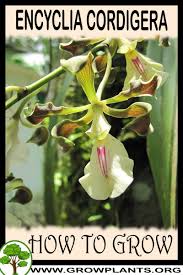 Its preferred habitat is moist woods and forests from sea level to 25 meters in elevation. Encyclia Cordigera How To Grow Care