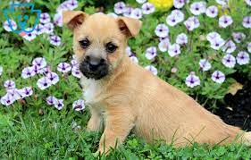 Barney Cairn Terrier Puppy For Sale Keystone Puppies Cairn Terrier Puppies Cairn Terrier Terrier Puppy