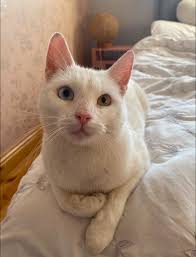 Meelo is missing from his home in Trimiklini. Message me if you have seen  him