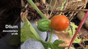 Image result for Cucumis maderaspatanus