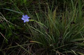 Image result for Aristea abyssinica