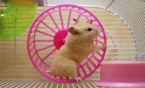 Best Silent Hamster Wheel Reviews 2020 and Buying Guide | A Quiet Refuge