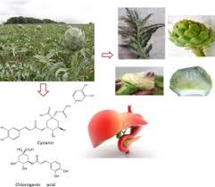 Artichoke Edible Parts Are Hepatoprotective As Commercial