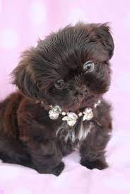 Bring your new best friend home from one of the best breeders in the country Imperial Shih Tzu Puppies For Sale Uk The Y Guide