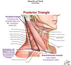 Stylohyoid runs superiorly to the posterior belly of digastric from its origin at the styloid process of the temporal bone. Neck Anatomy Flashcards Quizlet