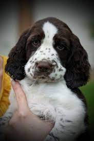 That Speckled Muzzle Brown Nose With That Look Of Sheer Love In 2020 Springer Spaniel Puppies Spaniel Puppies Dogs