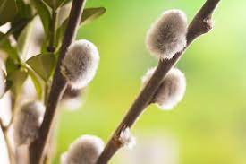 Chatons définiton - Végétal Fleurs & Jardins Fleuriste à Allauch