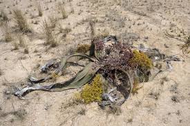 Image result for Welwitschiaceae