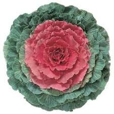Ornamental Kale Pigeon Red F1 Ornamental Kale Ornamental Cabbage Flower Seeds Packets
