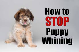 These feelings might make your puppy reluctant to. How To Stop Puppy Whining Prevent Separation Anxiety