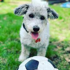 The corgi westie mix is an unusual one. Corgipoo All You Need To Know About The Cute Corgi Poodle Mix K9 Web