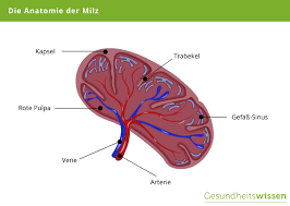Die Milz Aufbau Funktion Erkrankungen