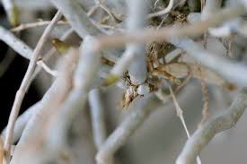 Image result for Microcoelia exilis