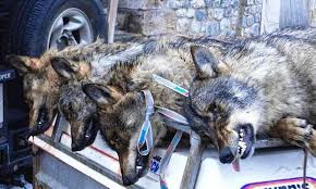 Fish and game manages wolves as a big game species, which provides general hunting and trapping. Hunting Ban On Wolf