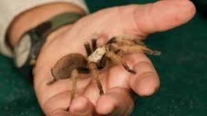 The best types of tarantulas for beginners have the following characteristics: 3 Best Tarantula Breeds For Beginners Pet Tarantulas Youtube