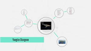The simulation is available at. Yangtze Sturgeon Acipenser Dabryanus By Anthony Ortega