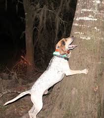 We did not find results for: Ukc Message Boards Coonhound Classifieds Pasteurinstituteindia Com