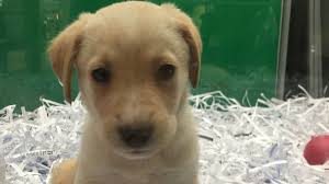 Animal shelters across the country are filled with healthy, active and loveable senior dogs and cats. Pet Shop Near Me That Sell Dogs