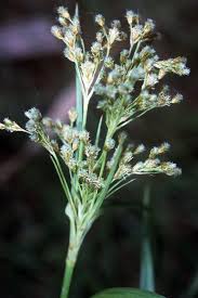 Image result for Scirpus pendulus