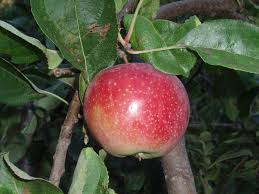 A good natural homemade fruit tree spray is an excellent spray alternative. The Mountain Gardener Controlling Diseases And Pests On Fruit Trees