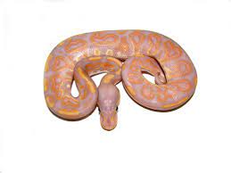 120 gram male albino sold. Black Pastel Banana Morph List World Of Ball Pythons