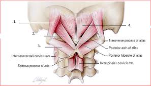 Pin On Gross Anatomy Stuff