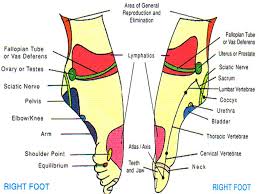 Foot Pressure Points Online Charts Collection