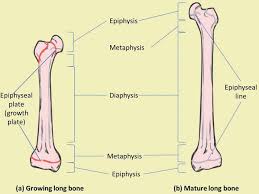 Sectional diagram of a long bone. Bone Development And Growth Intechopen