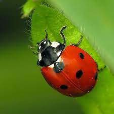 Ladybug | My First Encyclopedia Wiki | Fandom