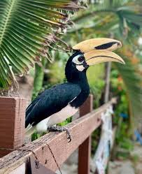 Ukiran berbentuk burung enggang merupakan burung yang spesies nya pun dilindungi dan merupakan hewan yang sangat dikeramatkan oleh burung enggang juga dipercaya sebagai simbol perdamaian dan persatuan. Naik Atv Bagi Enggang Makan Aktiviti Berbeza Boleh Buat Di Pangkor Selain Mandi Laut Libur