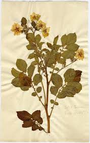 Image result for Solanum linneanum