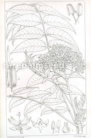 Image result for Kirkia