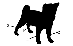 The animals are listed in alphabetical order. Drawing Prompts Ideas Drawing Tip Animal Walking Patterns