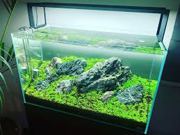 Bring your aquarium to life with vibrant colors and realistic coral. Ada Nature Aquarium Philippines Home Facebook
